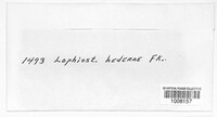 Lophiostoma angustilabrum image